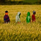 Rice Field